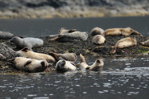 Common Seals © Aaron Russ ARR_7871