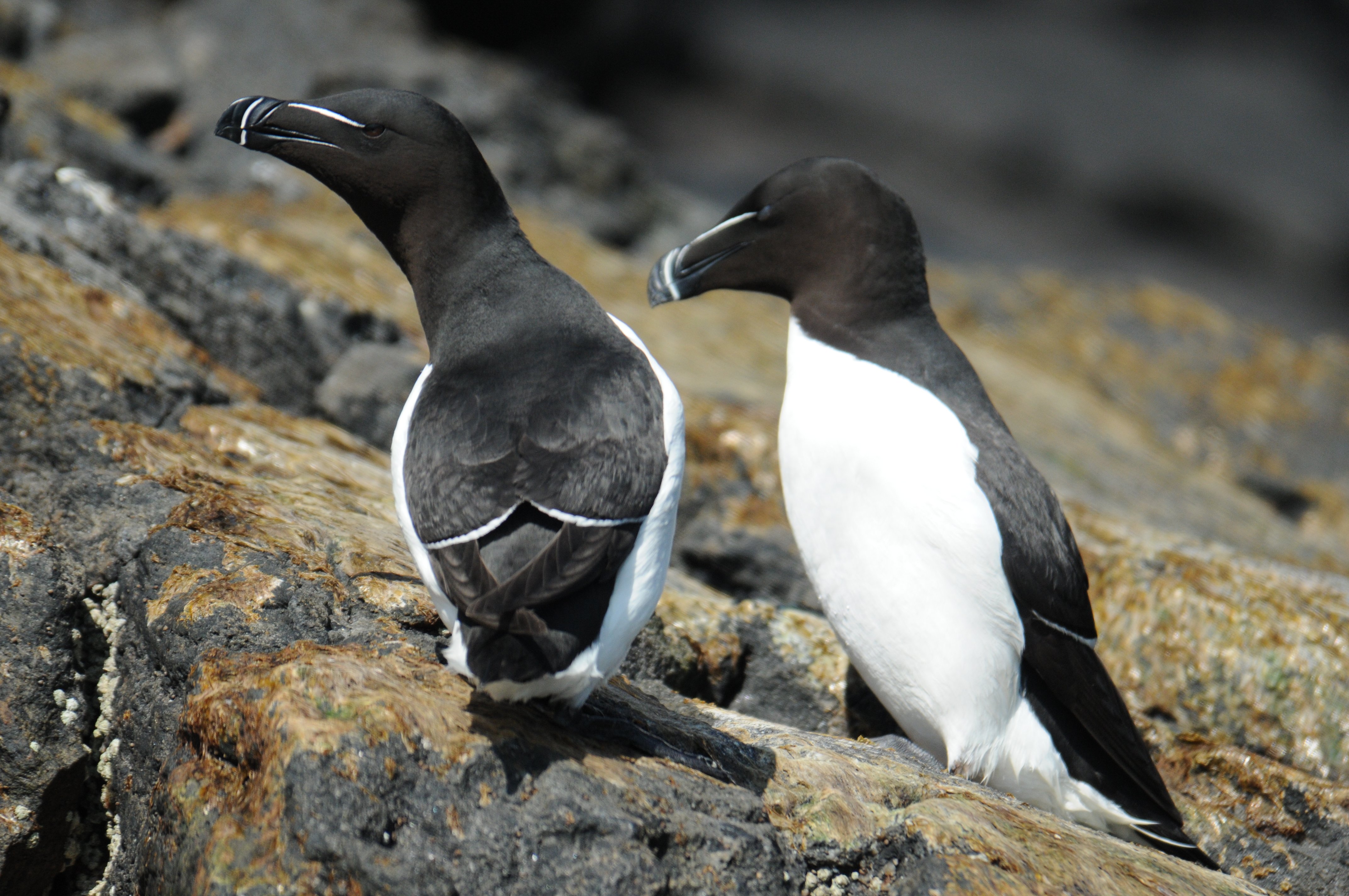 Razorbills © Aaron Russ ARR_8226
