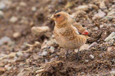 African Crimson-winged Finch Morocco 0318 Brian Small.jpg