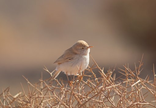 African Desert Warbler