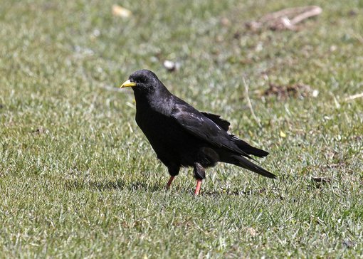 Alpine Chough 1_MG_1722