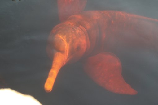 Amazon River dolphin (1) CPC