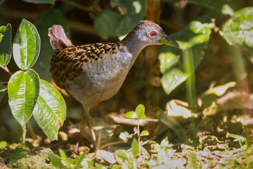 Ashy throated Crake