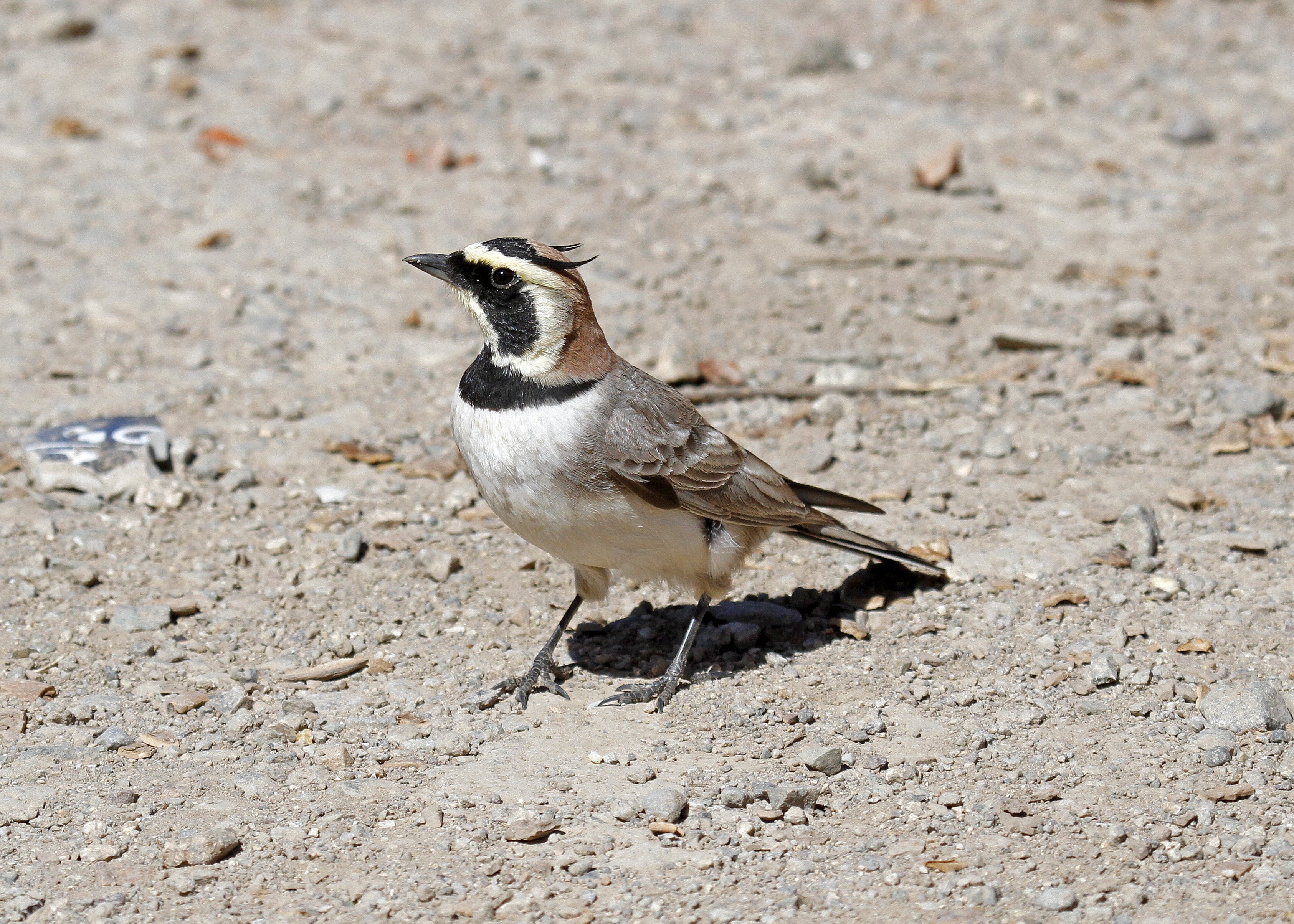 Atlas Horned Lark 1_MG_1808