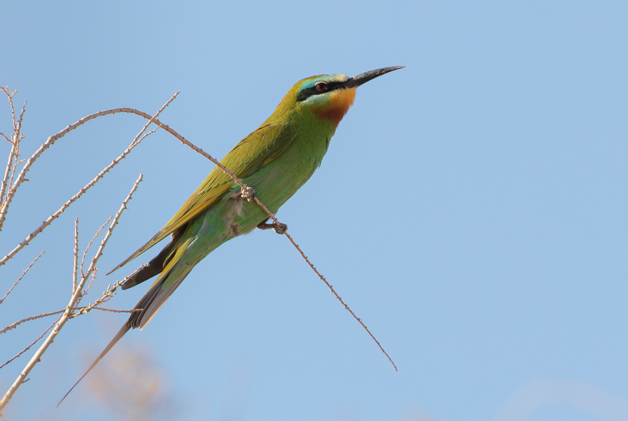 Blue-Cheeked Bee-eater FE