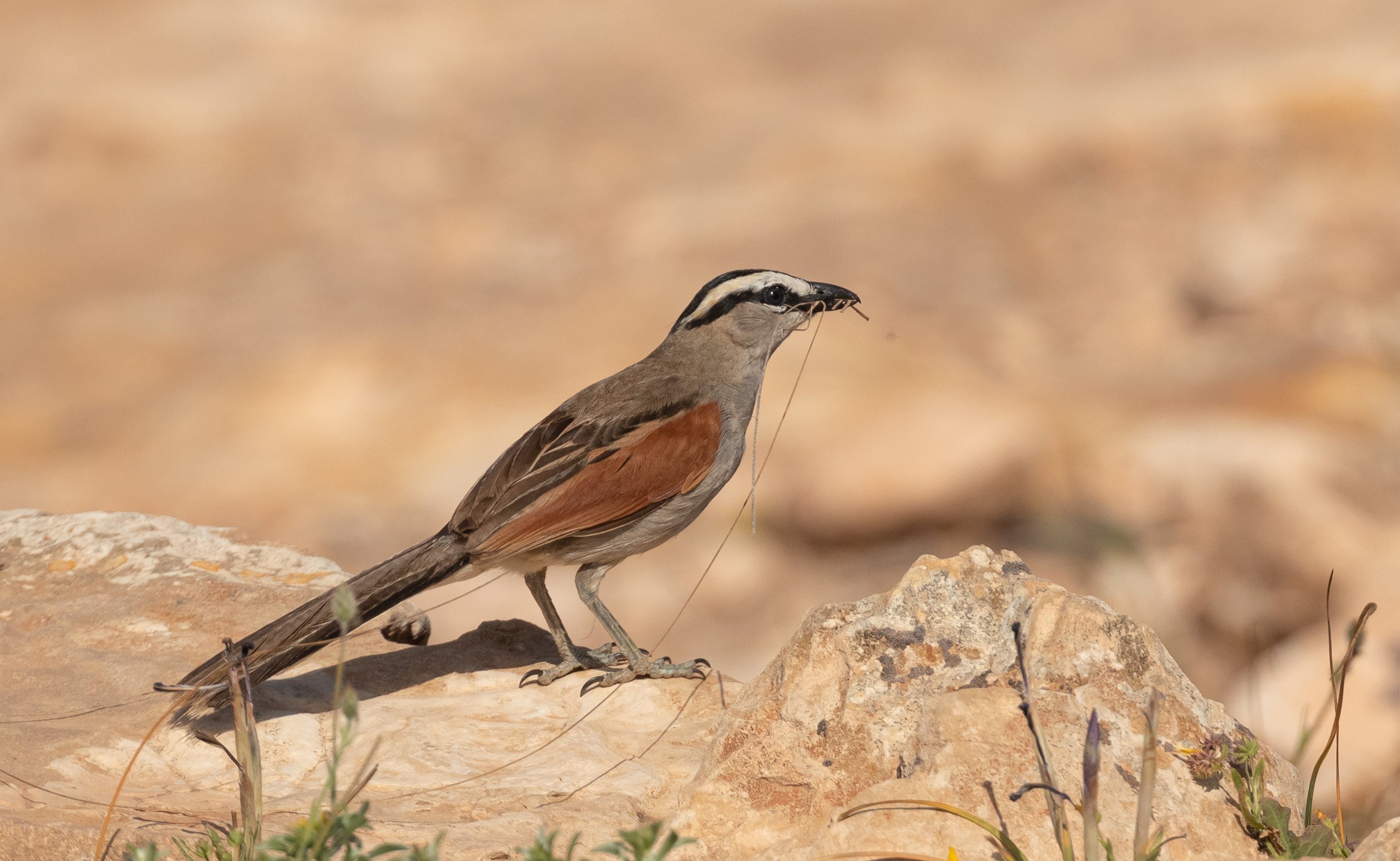 Black-crowned Tchagra FE