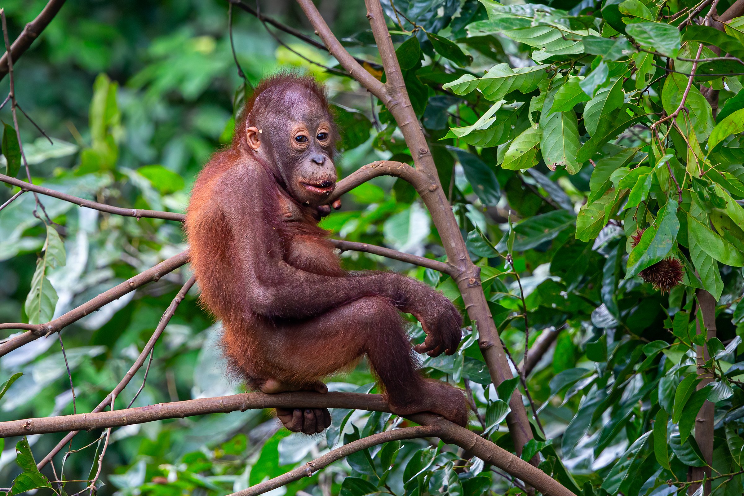 Baby Borneo Orangutan.jpg