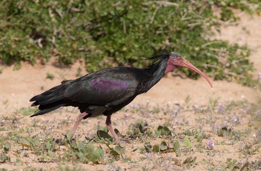 Bald Ibis FE