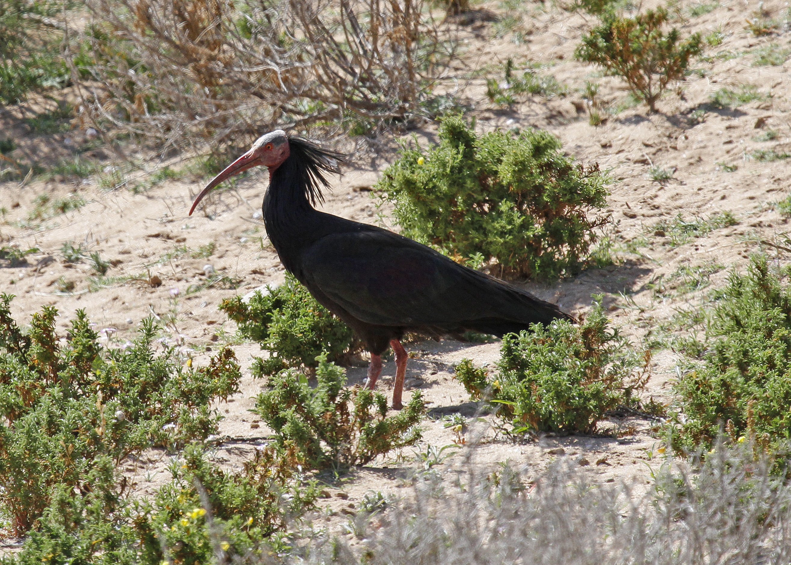 Bald Ibis 2_MG_2940