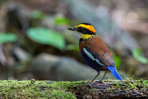 Banded Pitta Liew Weng Keong_02A7791 2400 cropped 2934.jpg