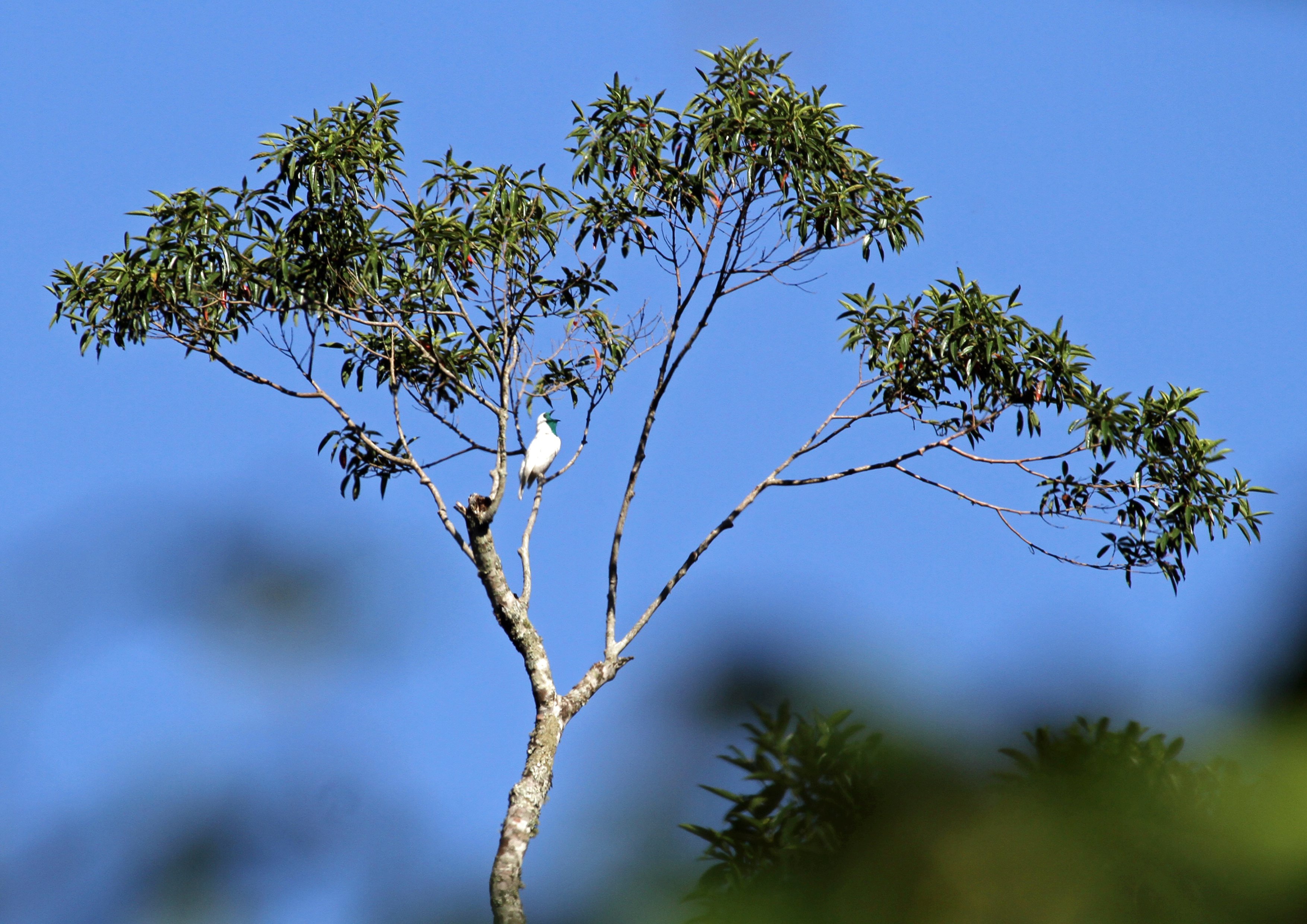 Bare-throatedBellbird JTL(5088).jpg