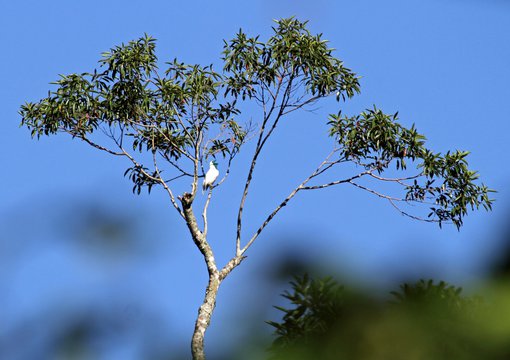 Bare-throatedBellbird JTL(5088).jpg