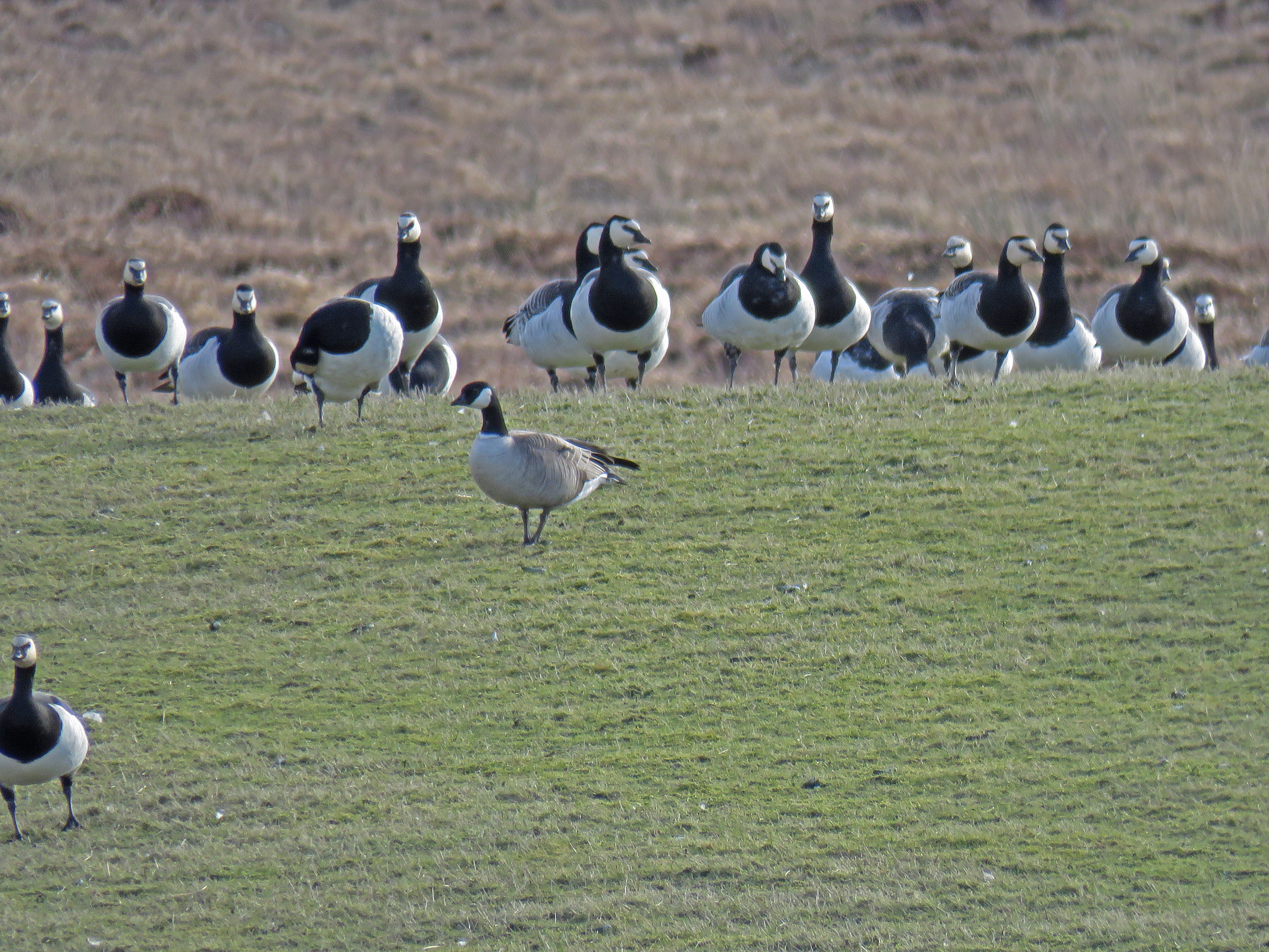 Barnacle Geese & Cackling Goose CB Islay IMG_5291 ck compressed
