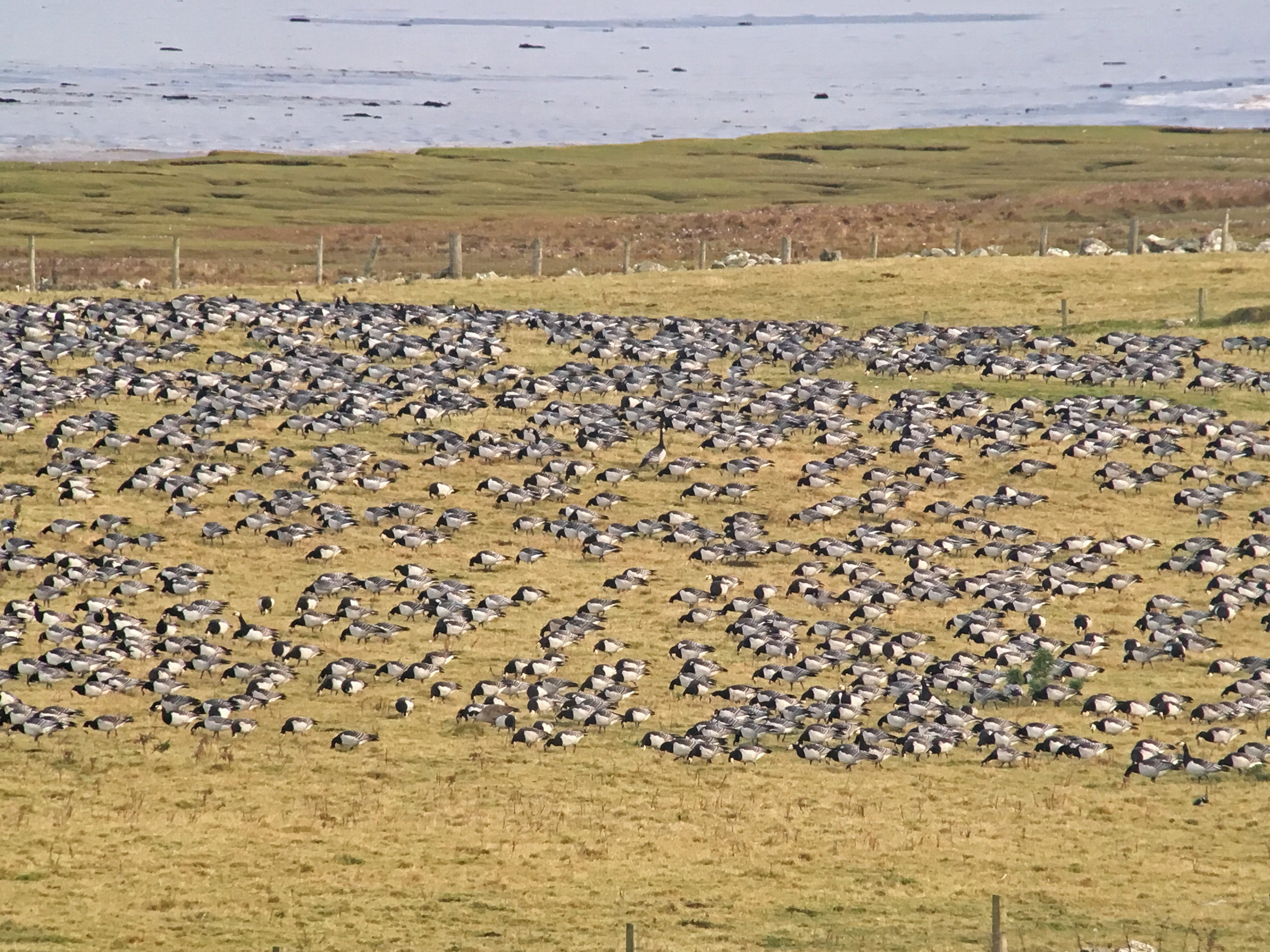 Barnacle Geese grazing Islay 1019 CB ck IMG_7094