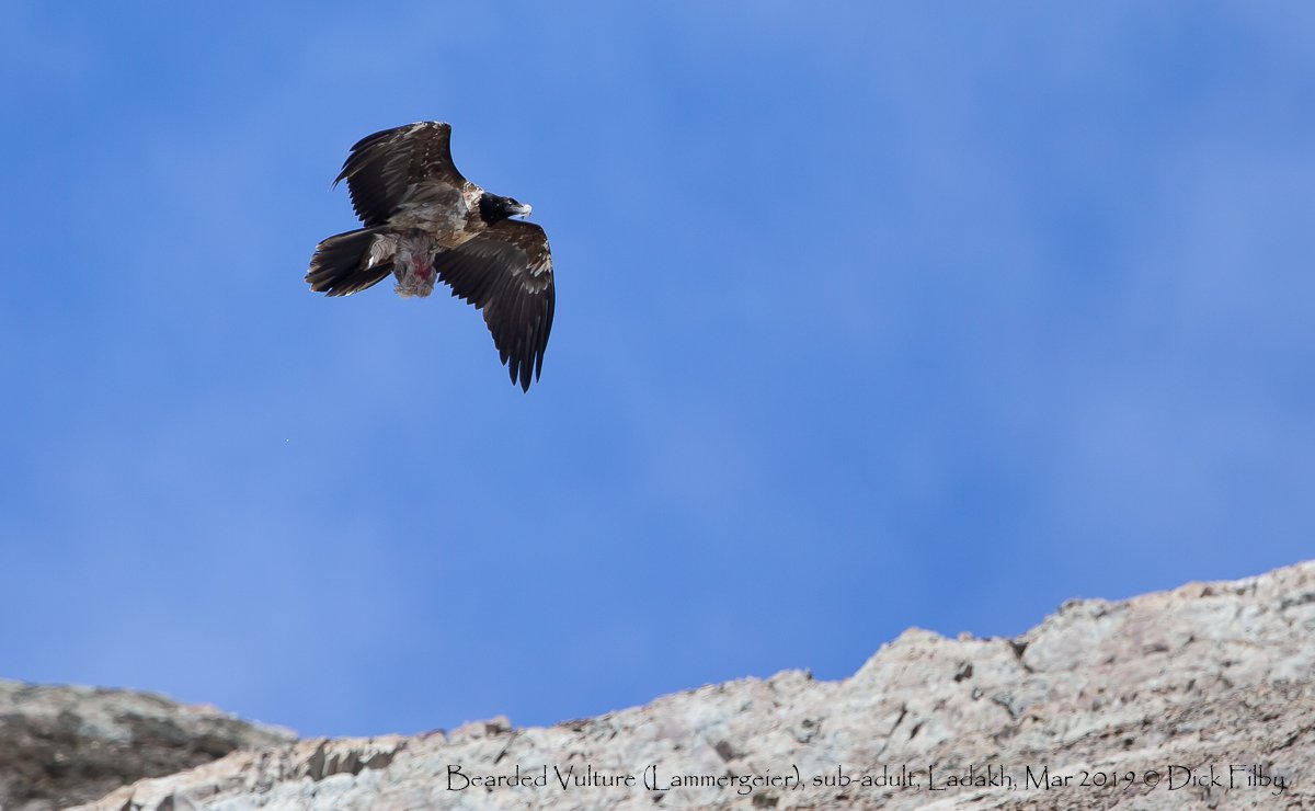 Bearded Vulture (Lammergeier), sub-adult, Ladakh, Mar 2019 C Dick Filby-2518