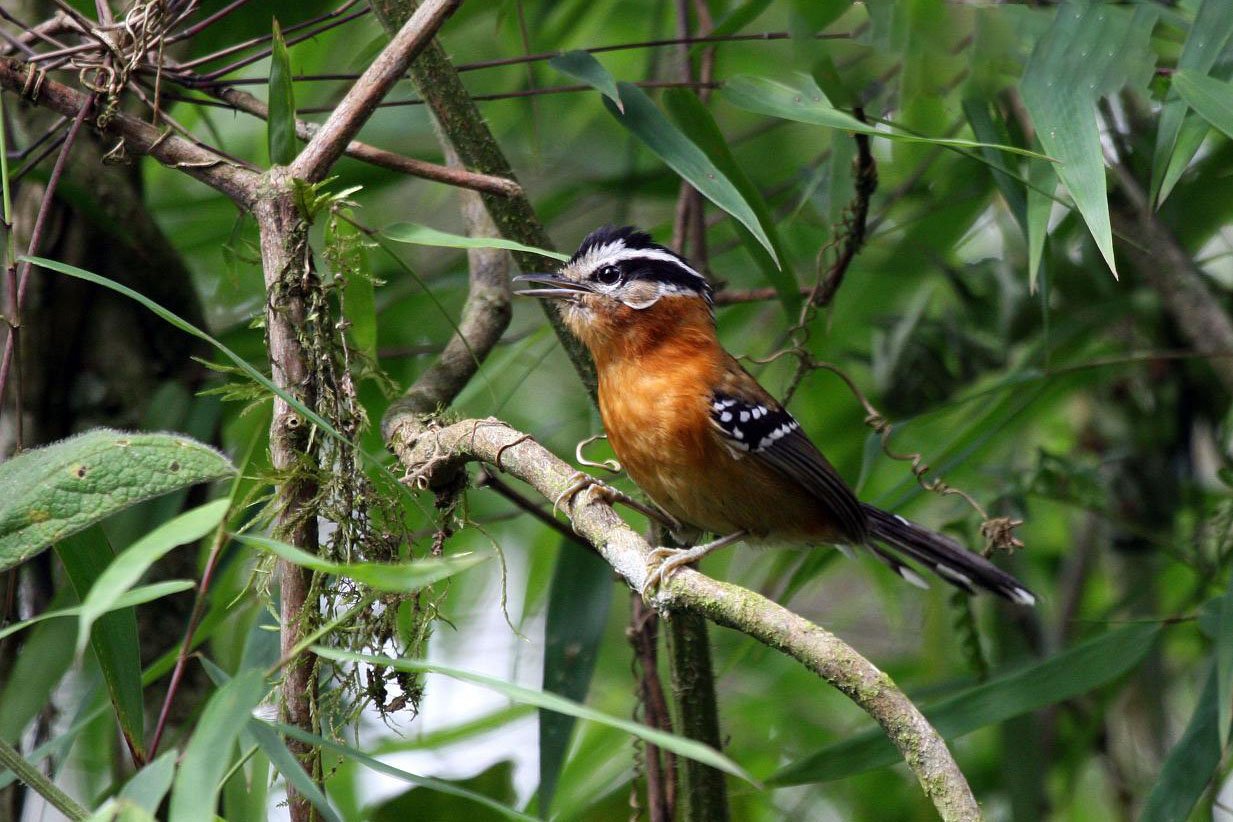 Bertoni`s antbird