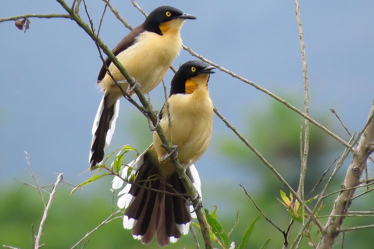 Black-capped Donacobius-DeNoiseAI-standard