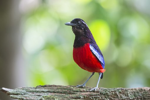 Black-crowned Pitta-Borneo.jpg