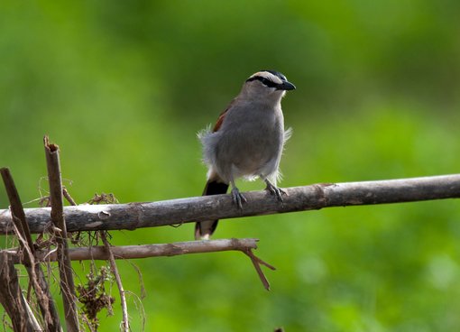 Black-crowned Tchagra Oued Massa Morocco Arnoud van den Berg Oct 2008 0256xA