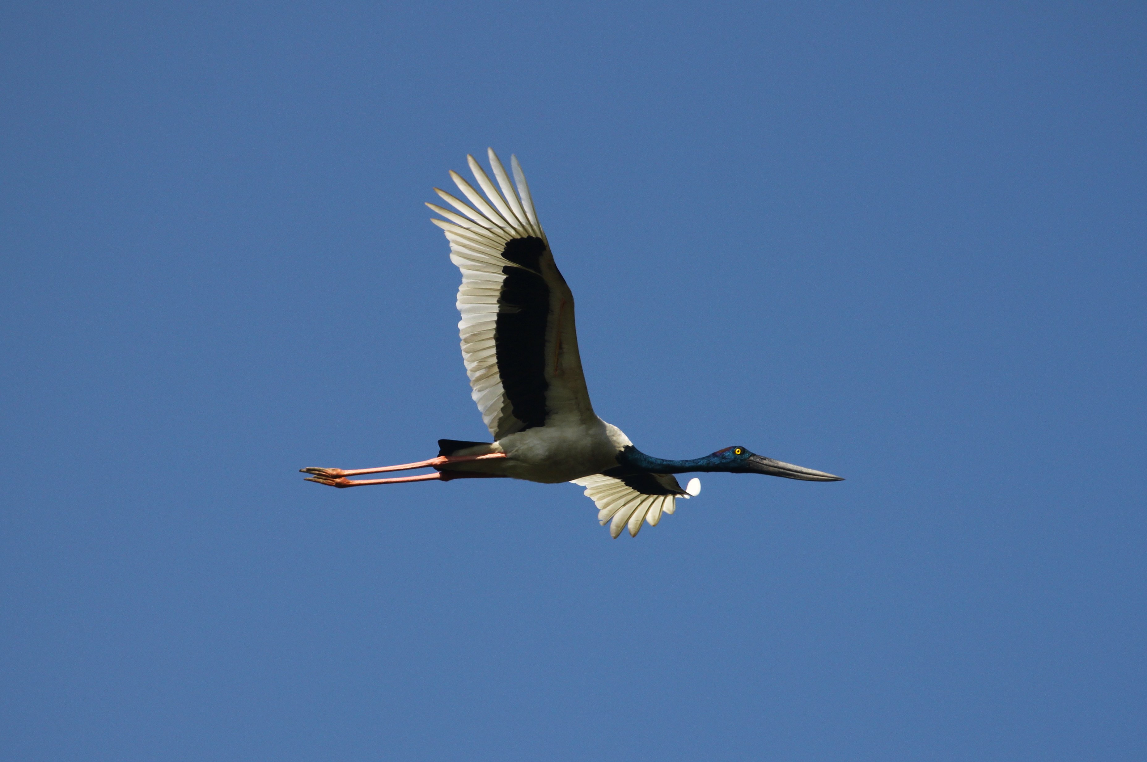 Black-necked Stork flight © Suchit Basnet.JPG