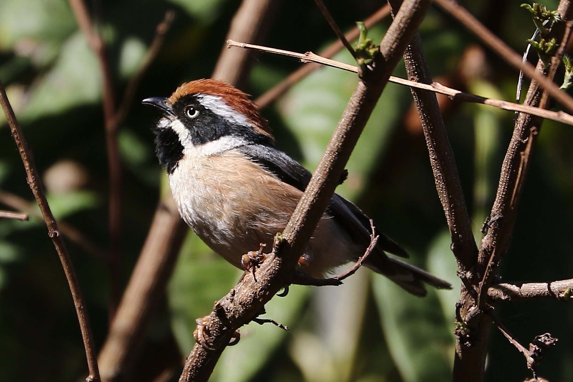 Black-throated Tit© Suchit Basnet.JPG