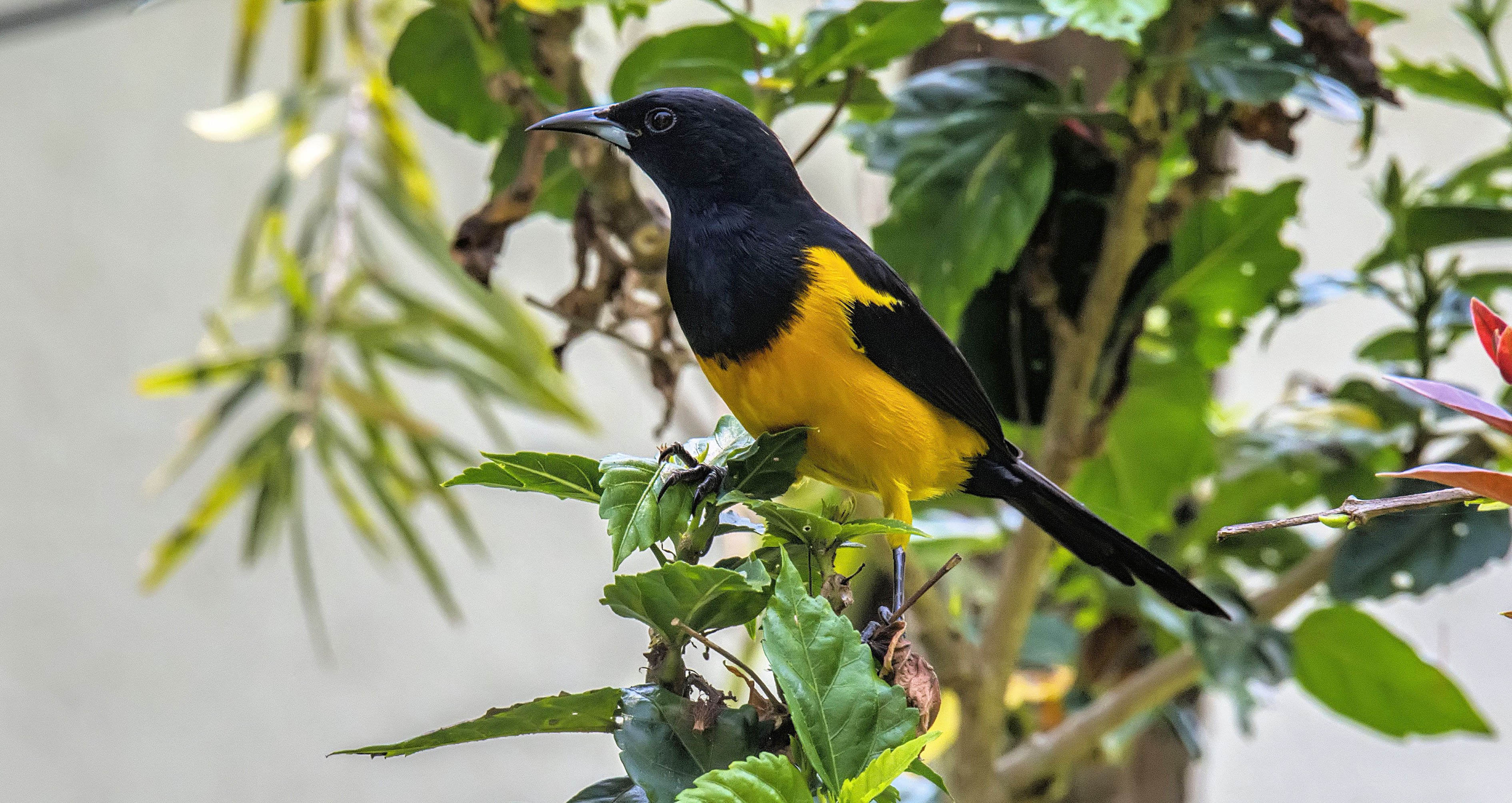 Black-vented Oriole Guatemala Benedicto Grijalva Birding Expeditions.jpg