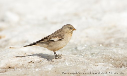 Black-winged Snowfinch, Ladakh, Feb 2019 © Dick Filby-1280