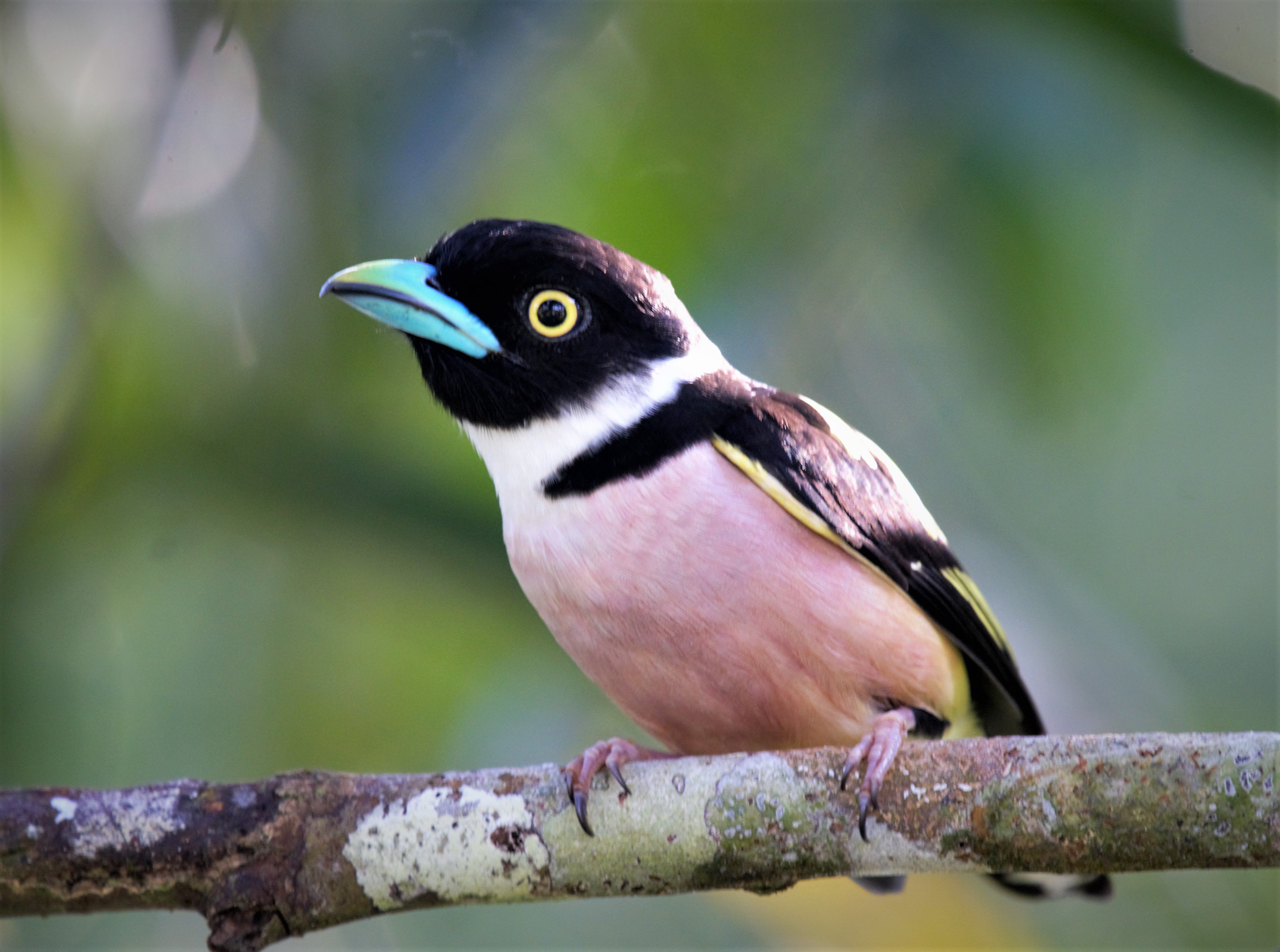 Black and yellow broadbill 2 Bird Tour Malaysia Borneo.jpg