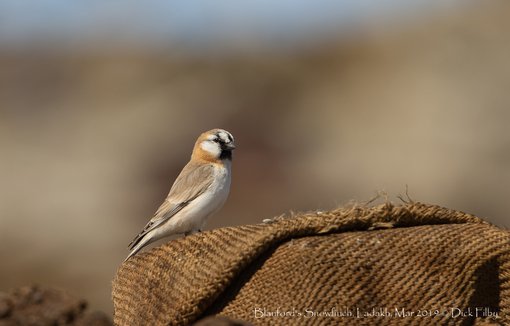 Blanford's Snowfinch, Ladakh, Mar 2019 C Dick Filby-5187