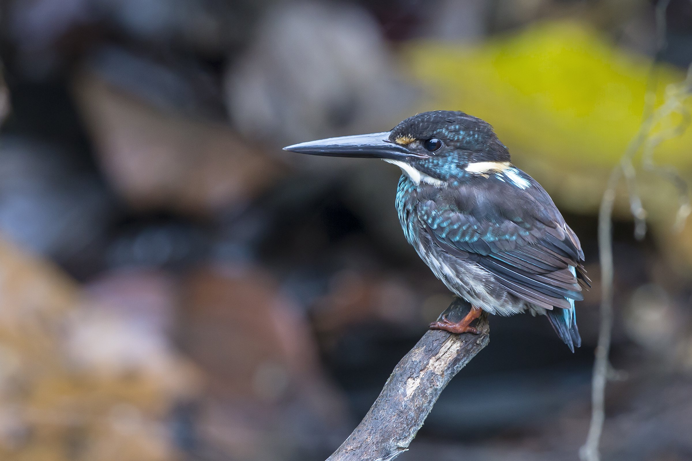 Blue-banded Kingfisher Liew Weng Keong_MG_4144 2400.jpg