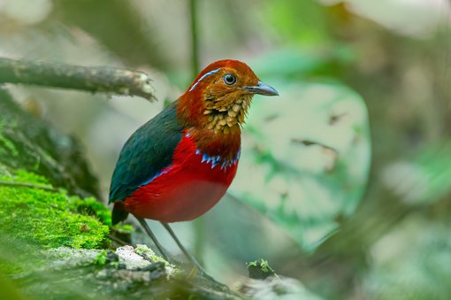 Blue-banded Pitta-Borneo.jpg