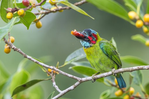 Blue-eared Barbet Liew Weng Keong_MG_1563 2400.jpg