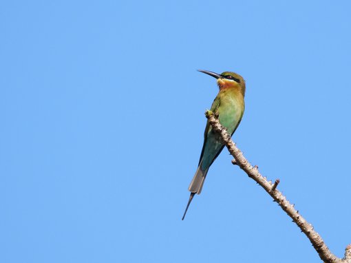 Blue-tailed Bee-eater GE.JPG