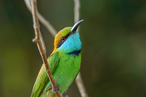 Green Bee-eater by Indika JayatissaA