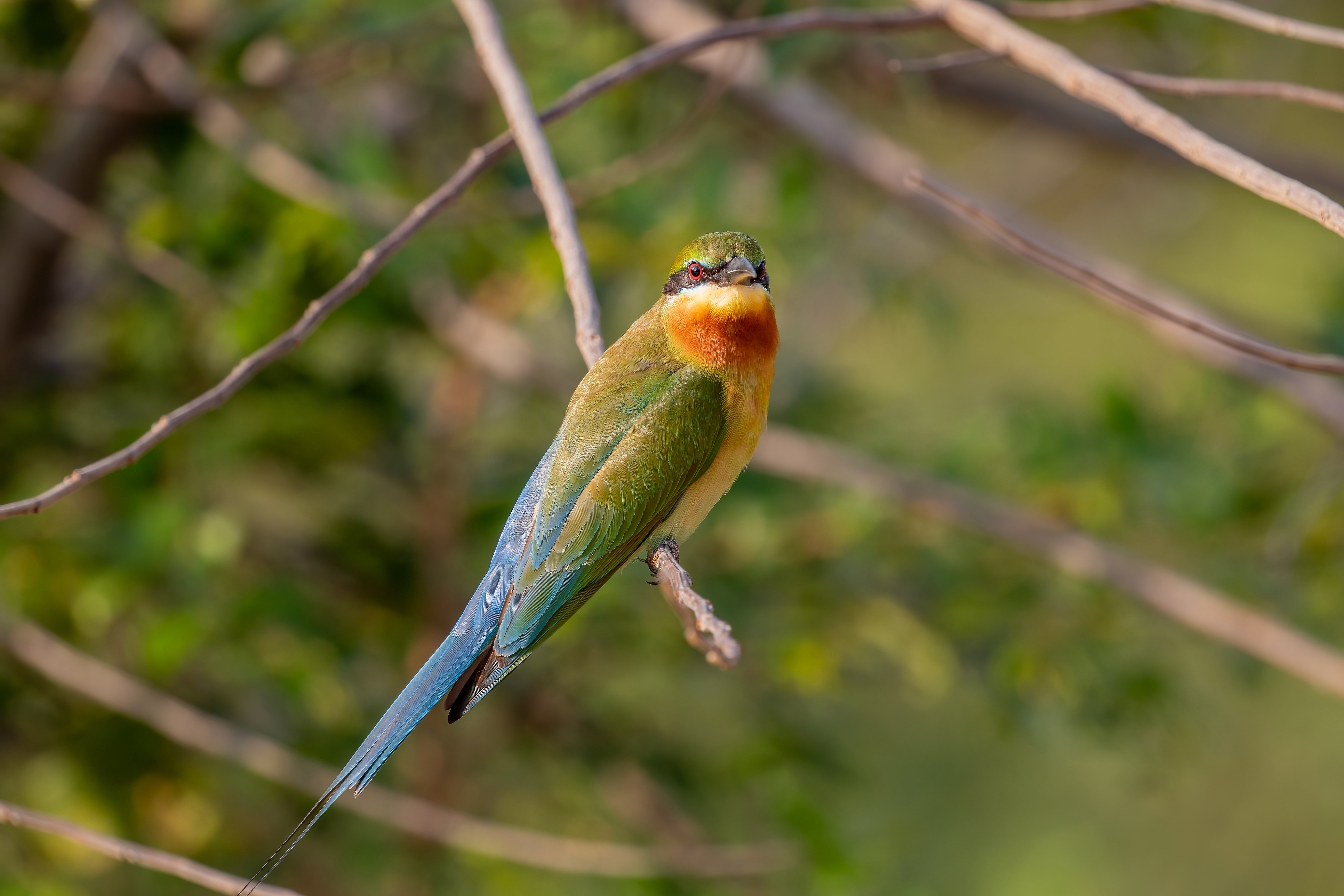 Blue-tailed Bee-eater by Mukesh Hirdaramani