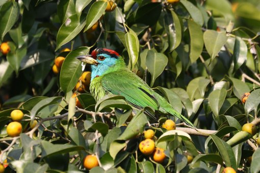 Blue-throated Barbet 1 © Suchit Basnet.JPG