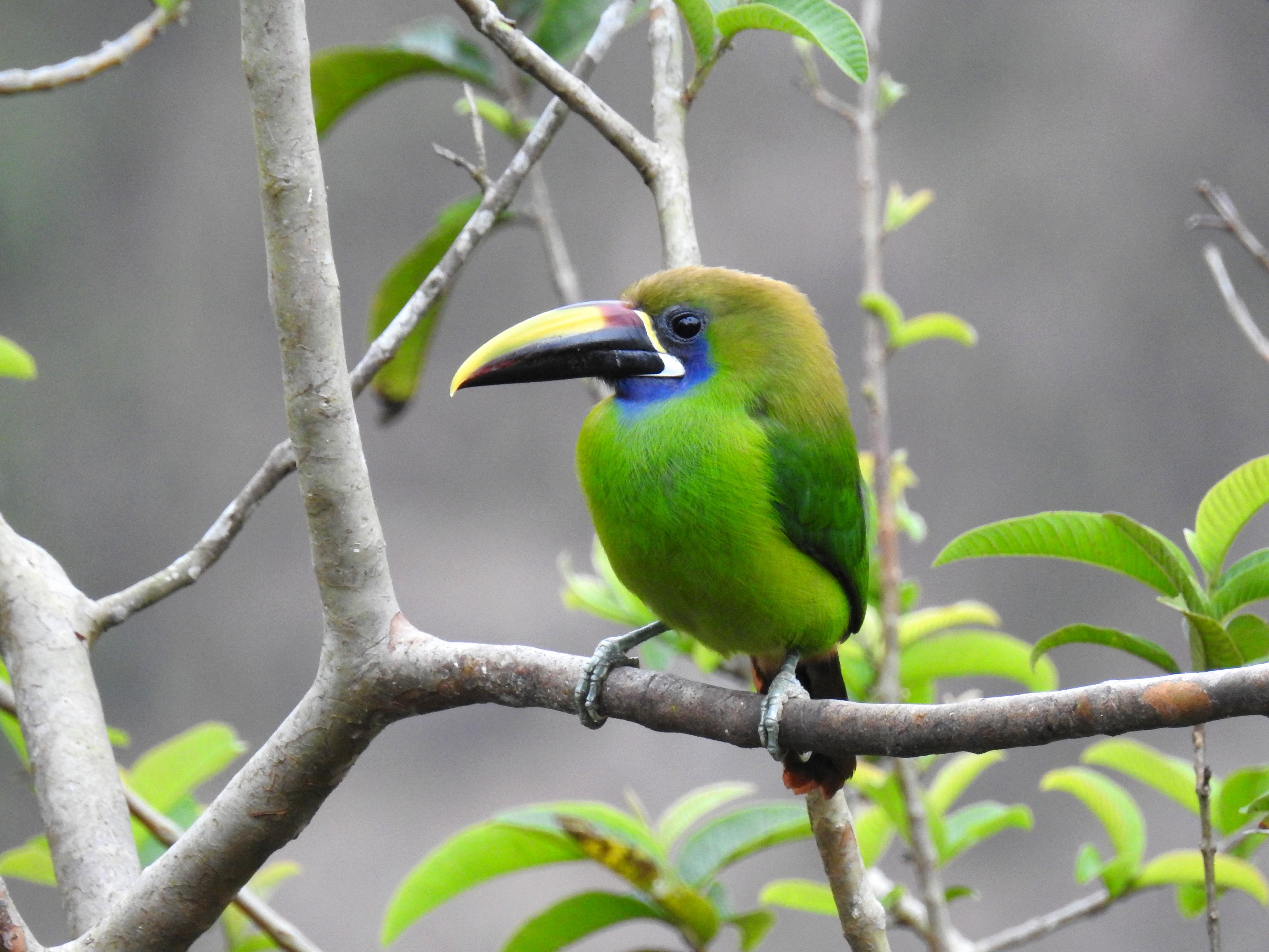 Blue-throated Toucanet Cinchona1 Costa Rica 2017 CB.JPG