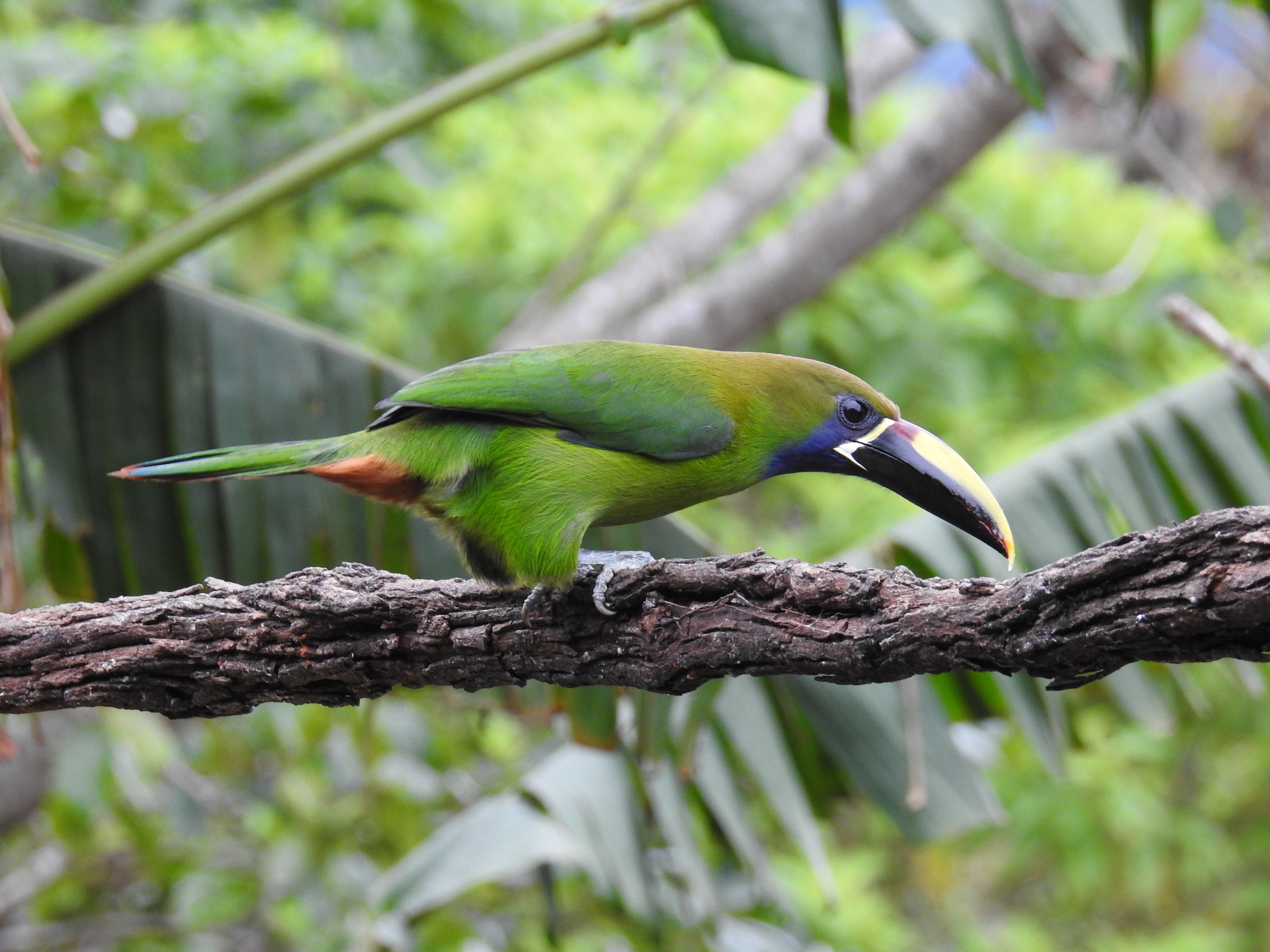 Blue-throated Toucanet Cinchona Costa Rica 2017 CB.JPG