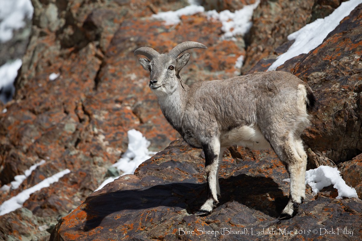 Blue Sheep (Bharal), Ladakh, Mar 2019 C Dick Filby-2373