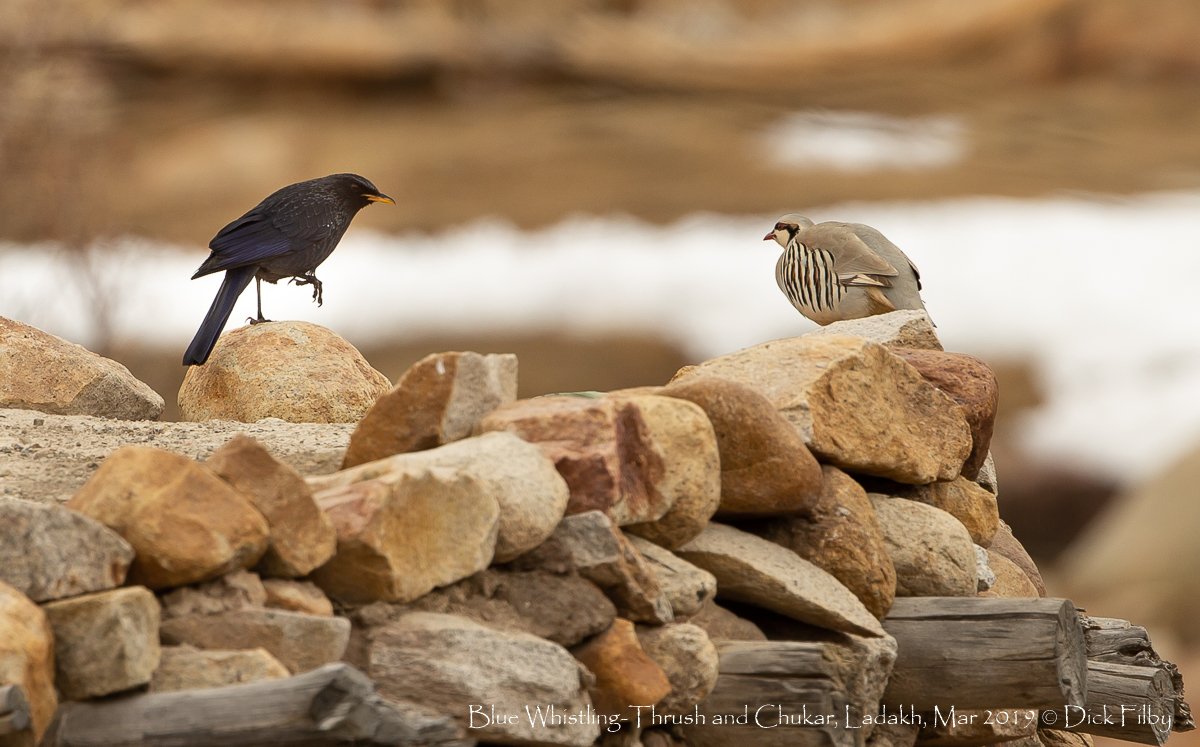 Blue Whistling-Thrush and Chukar, Ladakh, Mar 2019 C Dick Filby-3484-3