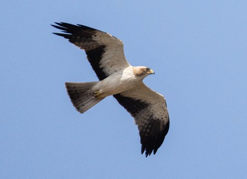 https://limosa-holidays-co-uk.s3.amazonaws.com/images/Booted_Eagle_Spain_2023-1.2e16d0ba.fill-510x370.jpg
