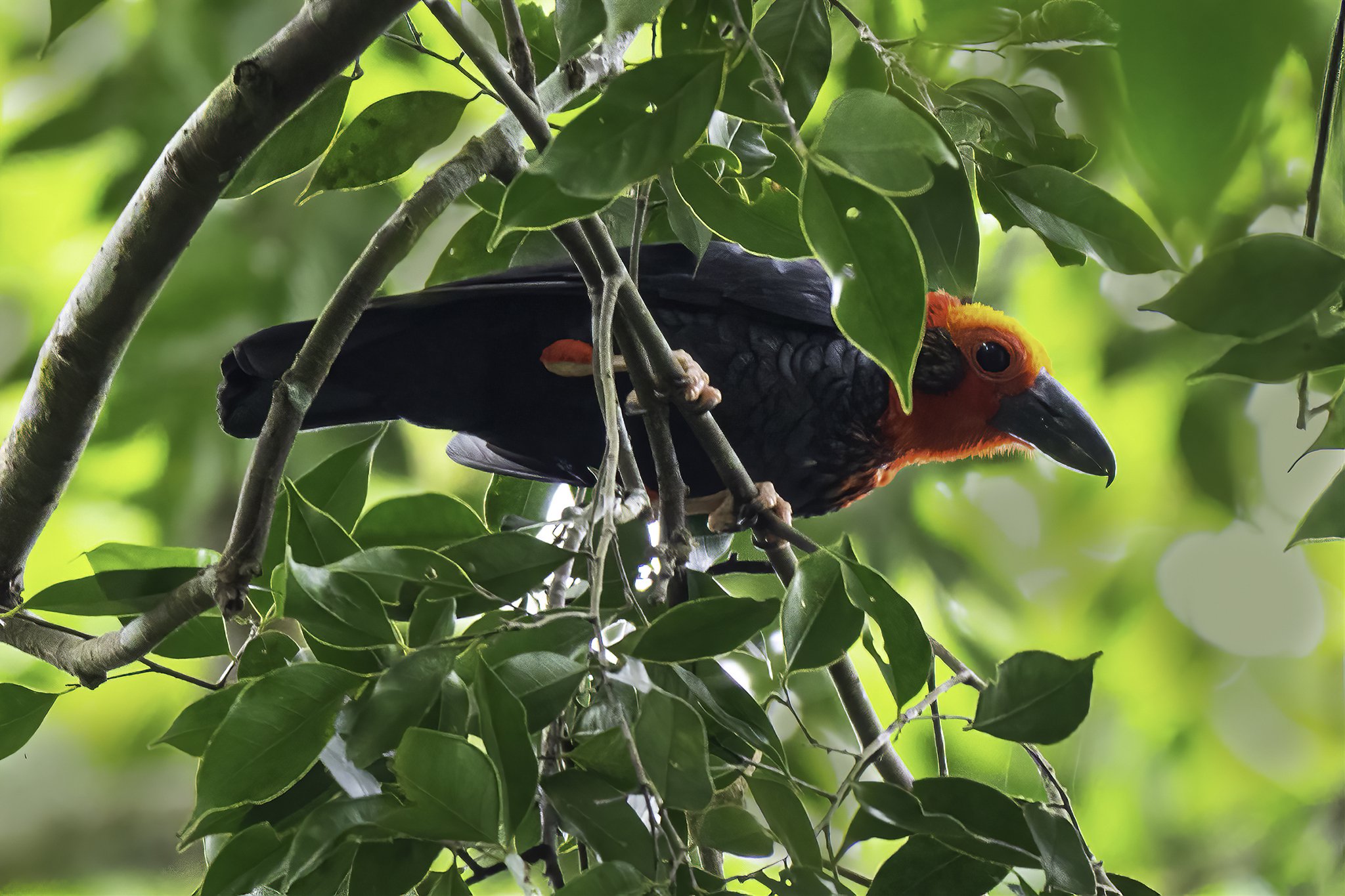 Bornean Bristlehead - Borneo2.jpg