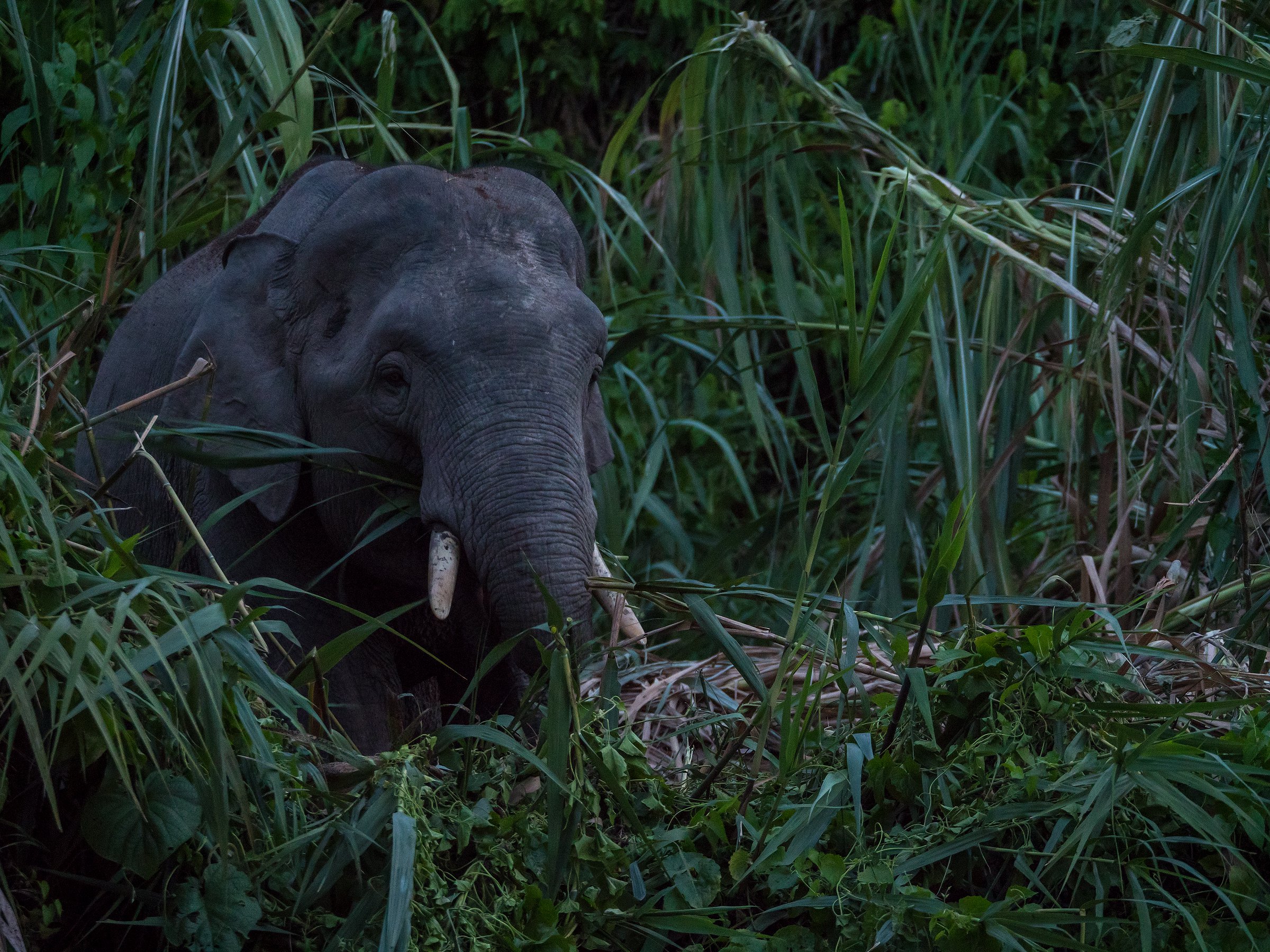 Bornean Pygmy Elephant.jpg