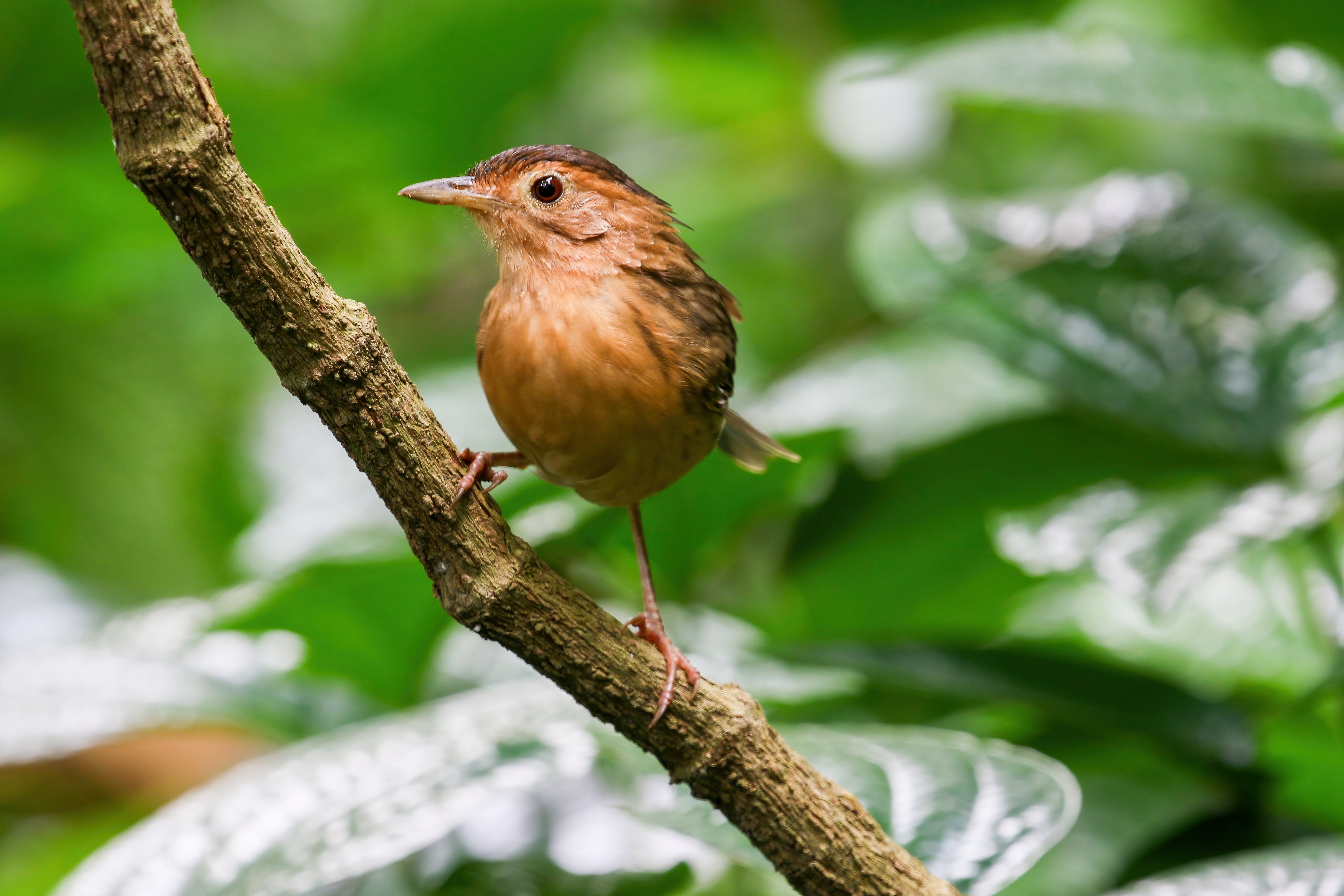 Brown-capped Babbler by Mukesh HirdaramaniA