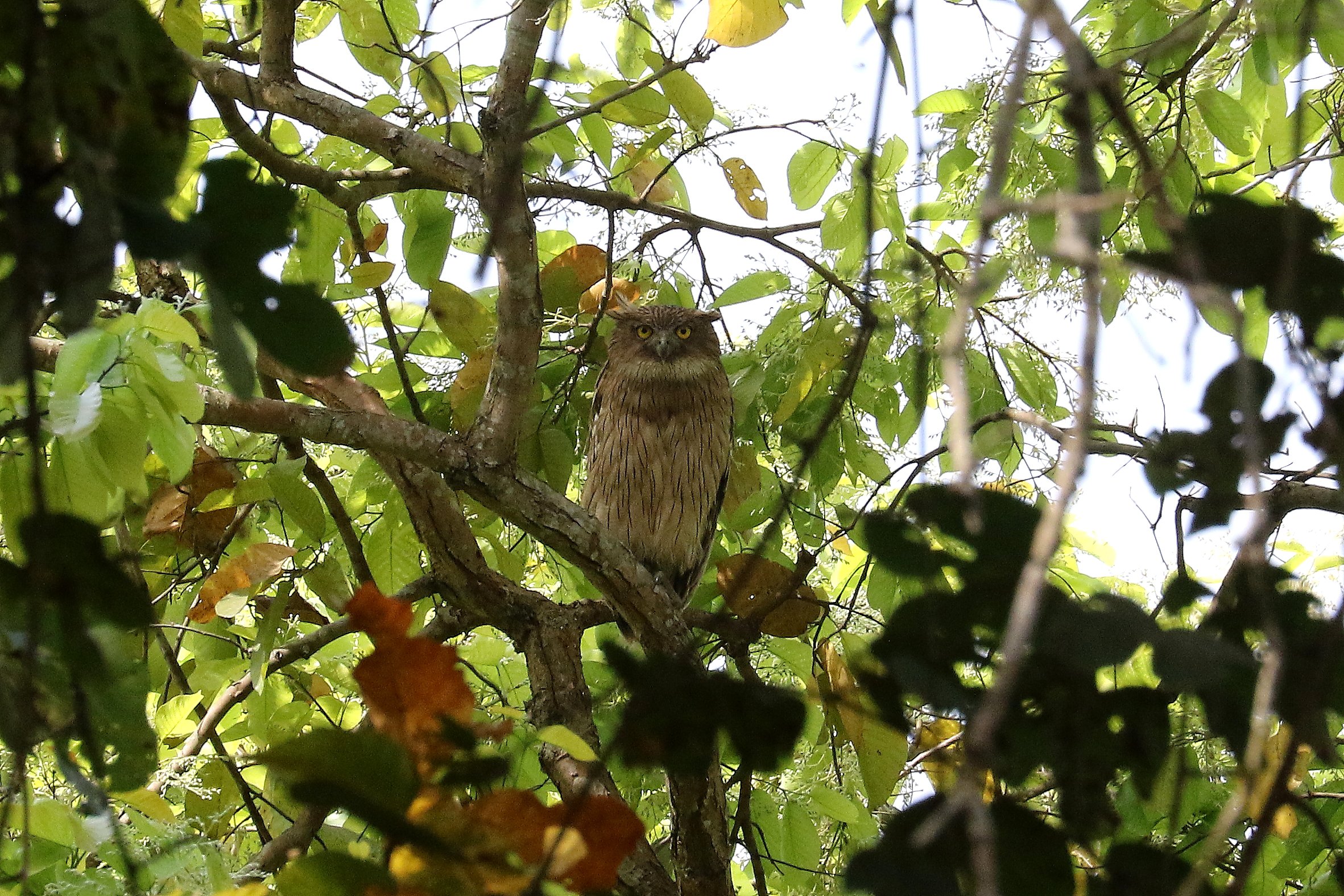 Brown Fish Owl © Suchit Basnet.JPG