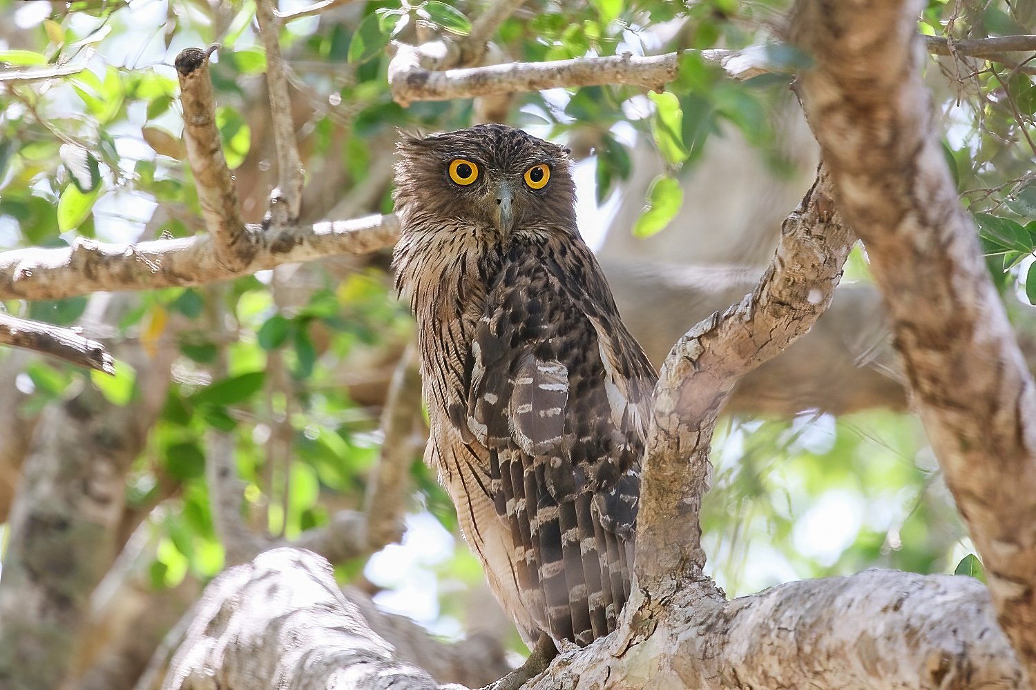 Brown Fish Owl by Mukesh HirdaramaniA