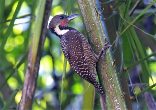 Buff Necked Woodpecker 1 Bird Tour Malaysia Borneo.jpg