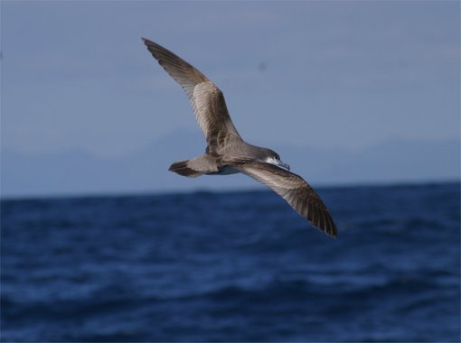 Buller's shearwater 1444 edited and compressed CPC