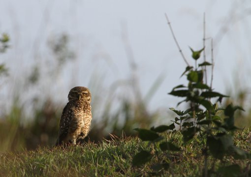 Burrowing Owl JTL(4571).jpg