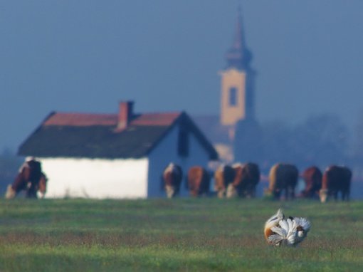 Bustard Great-Wildlife & Culture Tours Hungary by Ecotours-Worldwide.com & KondorEcoLodge.hu-.jpg